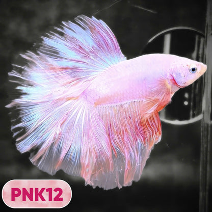 Pink Halfmoon Male Betta Fish | You Pick Fish | Order Directly From Farm