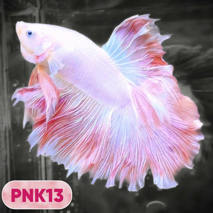 Pink Halfmoon Male Betta Fish | You Pick Fish | Order Directly From Farm
