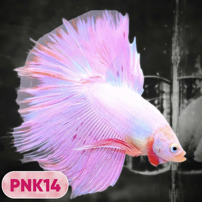 Pink Halfmoon Male Betta Fish | You Pick Fish | Order Directly From Farm