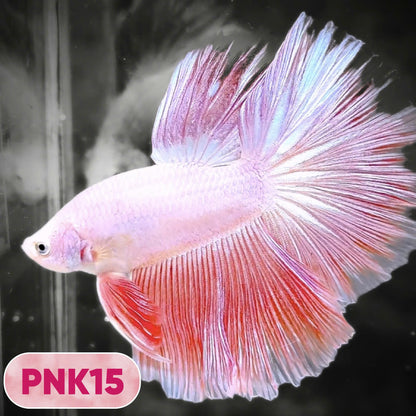 Pink Halfmoon Male Betta Fish | You Pick Fish | Order Directly From Farm