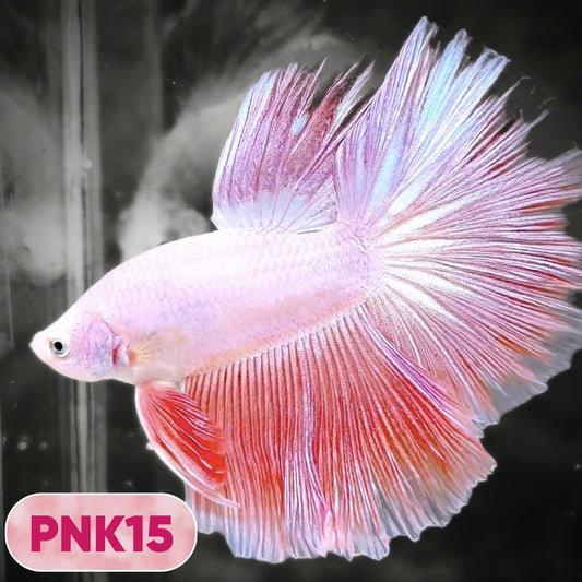 Pink Halfmoon Male Betta Fish | You Pick Fish | Order Directly From Farm