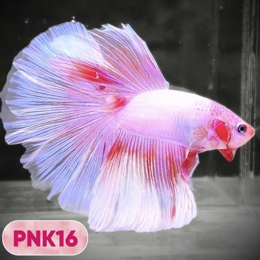 Pink Halfmoon Male Betta Fish | You Pick Fish | Order Directly From Farm