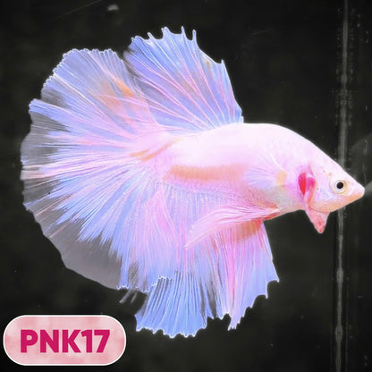 Pink Halfmoon Male Betta Fish | You Pick Fish | Order Directly From Farm