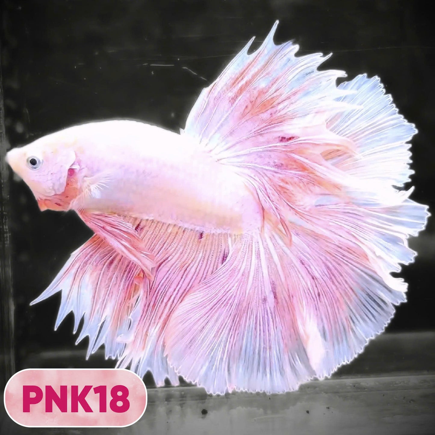 Pink Halfmoon Male Betta Fish | You Pick Fish | Order Directly From Farm
