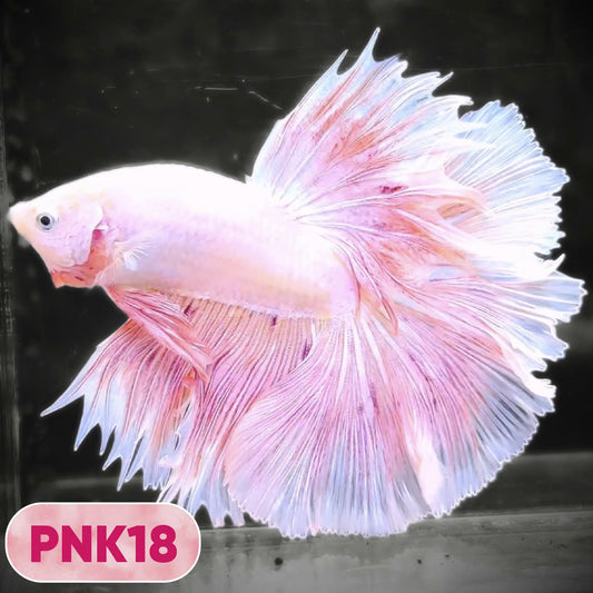 Pink Halfmoon Male Betta Fish | You Pick Fish | Order Directly From Farm