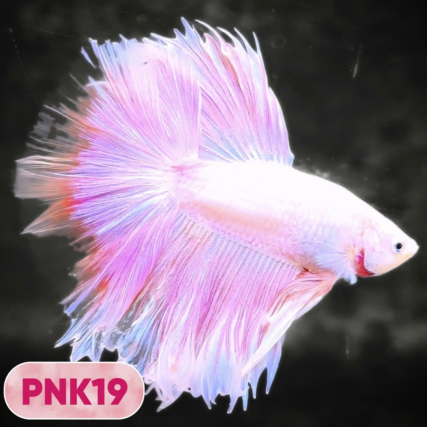 Pink Halfmoon Male Betta Fish | You Pick Fish | Order Directly From Farm