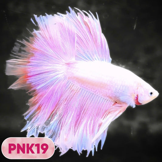 Pink Halfmoon Male Betta Fish | You Pick Fish | Order Directly From Farm