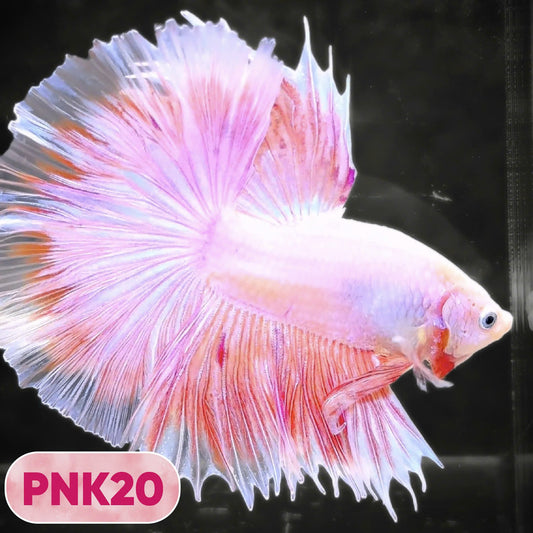 Pink Halfmoon Male Betta Fish | You Pick Fish | Order Directly From Farm