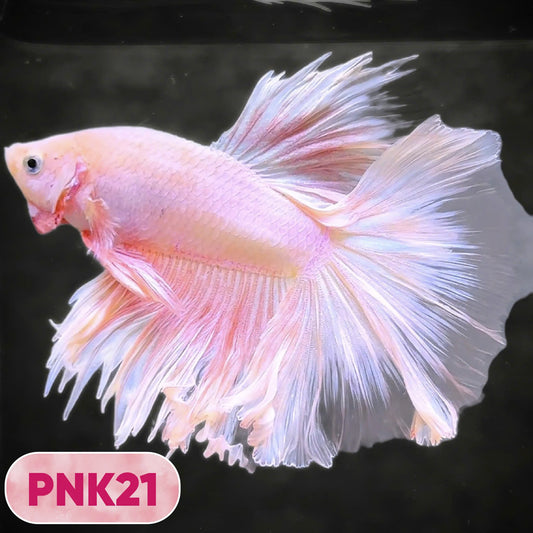 Pink Halfmoon Male Betta Fish | You Pick Fish | Order Directly From Farm