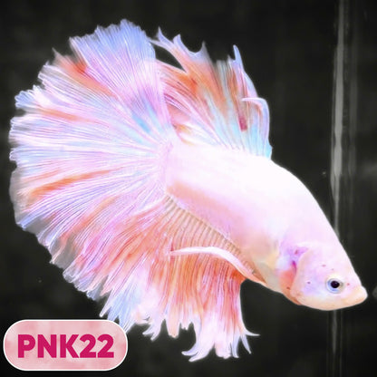 Pink Halfmoon Male Betta Fish | You Pick Fish | Order Directly From Farm