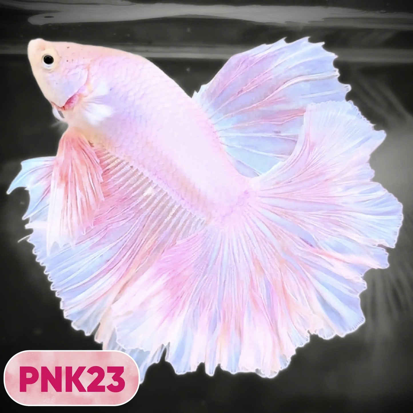 Pink Halfmoon Male Betta Fish | You Pick Fish | Order Directly From Farm