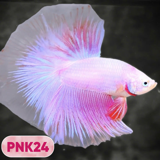 Pink Halfmoon Male Betta Fish | You Pick Fish | Order Directly From Farm