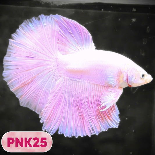 Pink Halfmoon Male Betta Fish | You Pick Fish | Order Directly From Farm
