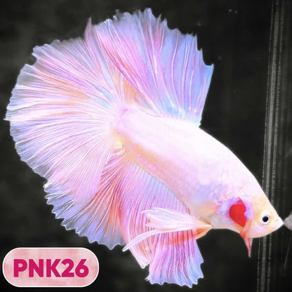 Pink Halfmoon Male Betta Fish | You Pick Fish | Order Directly From Farm