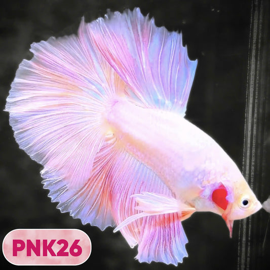 Pink Halfmoon Male Betta Fish | You Pick Fish | Order Directly From Farm