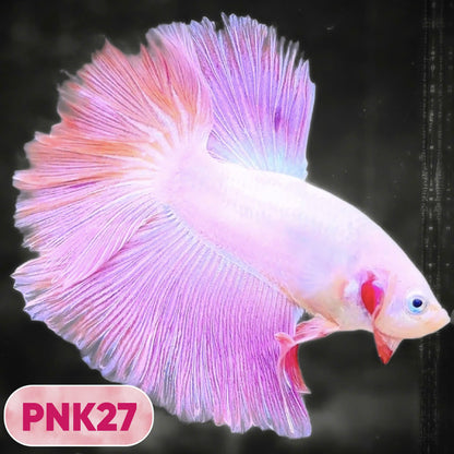 Pink Halfmoon Male Betta Fish | You Pick Fish | Order Directly From Farm