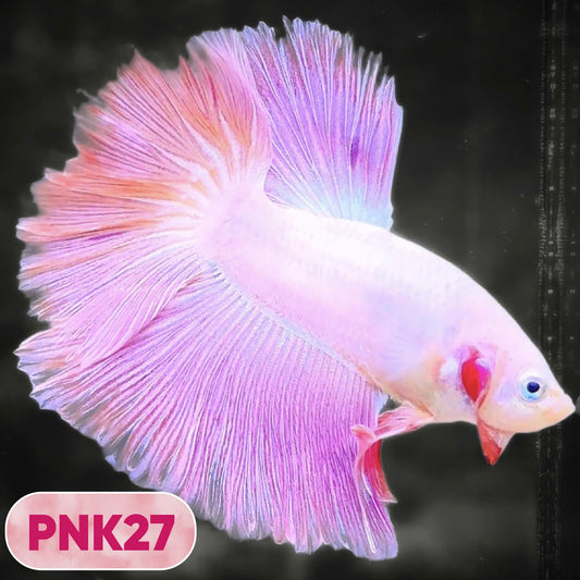 Pink Halfmoon Male Betta Fish | You Pick Fish | Order Directly From Farm