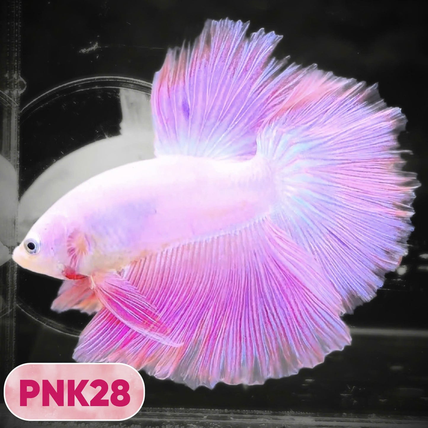 Pink Halfmoon Male Betta Fish | You Pick Fish | Order Directly From Farm