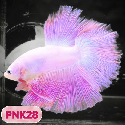 Pink Halfmoon Male Betta Fish | You Pick Fish | Order Directly From Farm