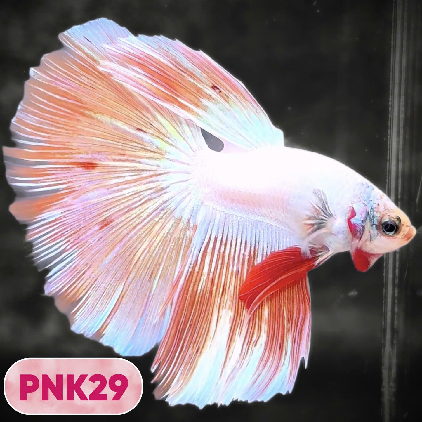 Pink Halfmoon Male Betta Fish | You Pick Fish | Order Directly From Farm