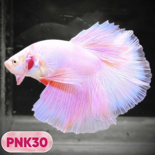 Pink Halfmoon Male Betta Fish | You Pick Fish | Order Directly From Farm