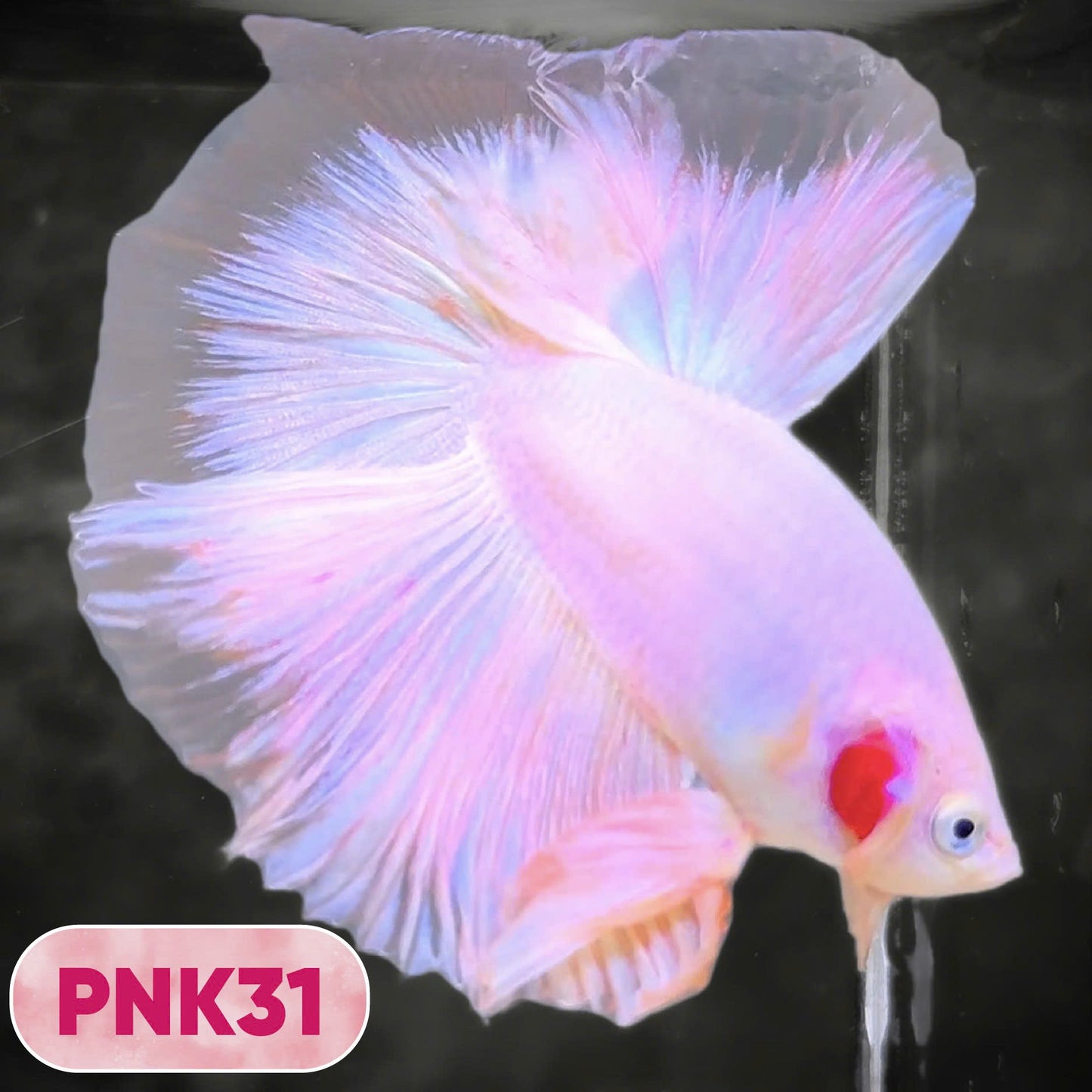 Pink Halfmoon Male Betta Fish | You Pick Fish | Order Directly From Farm