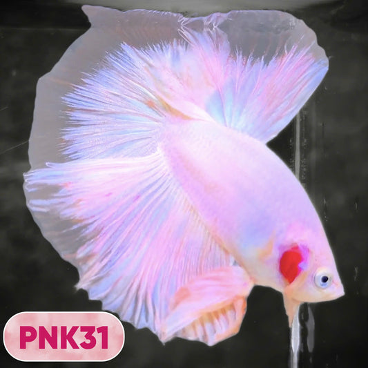 Pink Halfmoon Male Betta Fish | You Pick Fish | Order Directly From Farm