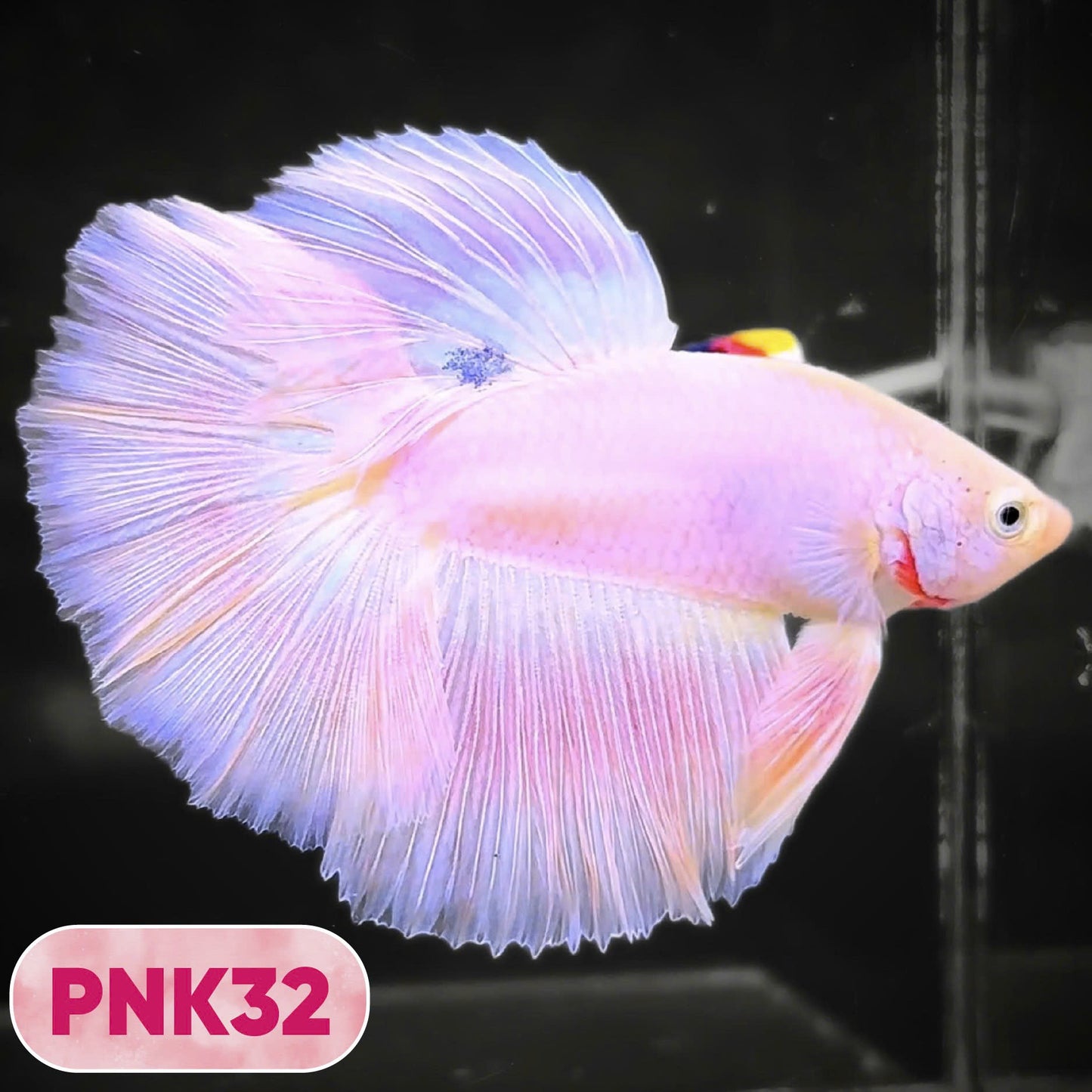 Pink Halfmoon Male Betta Fish | You Pick Fish | Order Directly From Farm