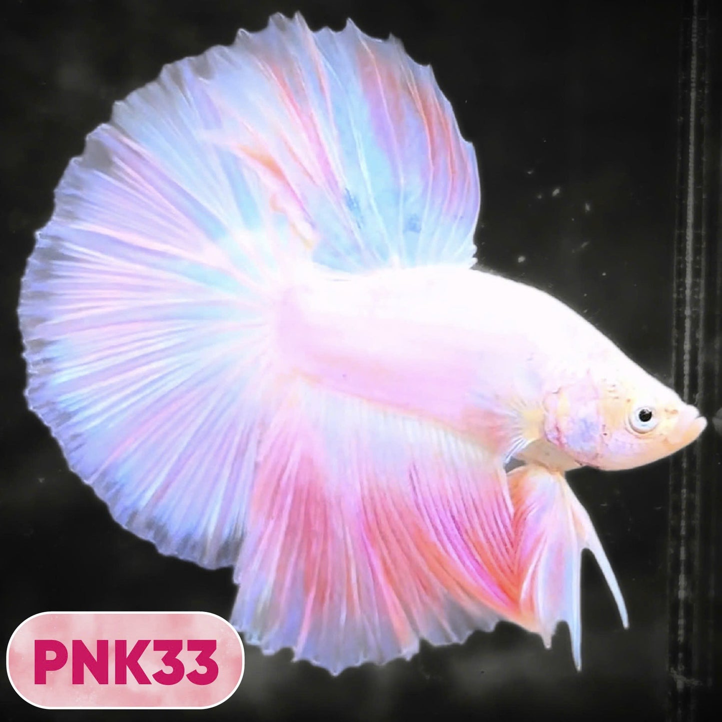 Pink Halfmoon Male Betta Fish | You Pick Fish | Order Directly From Farm