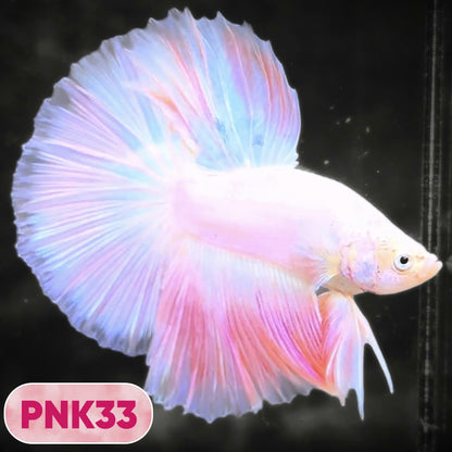 Pink Halfmoon Male Betta Fish | You Pick Fish | Order Directly From Farm