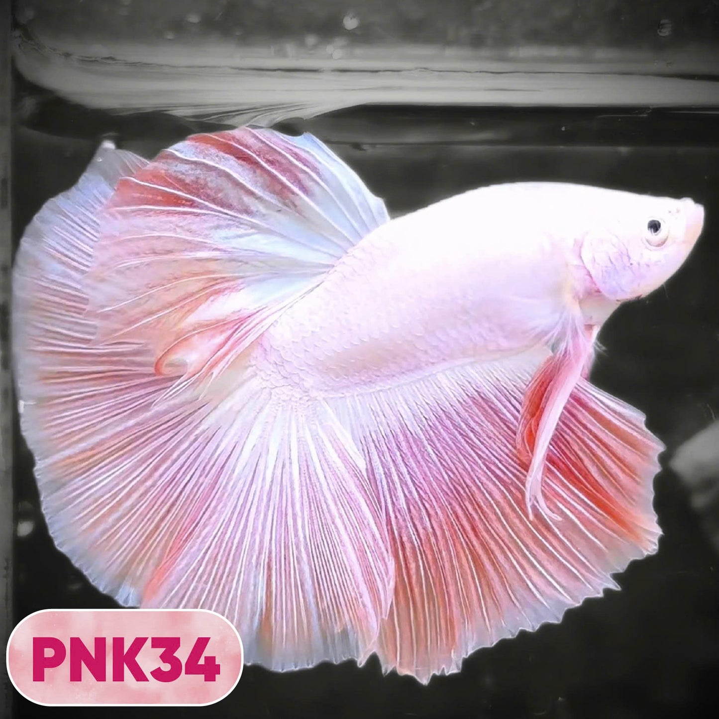 Pink Halfmoon Male Betta Fish | You Pick Fish | Order Directly From Farm