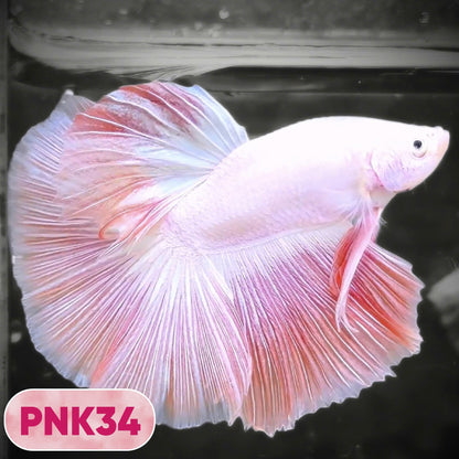Pink Halfmoon Male Betta Fish | You Pick Fish | Order Directly From Farm