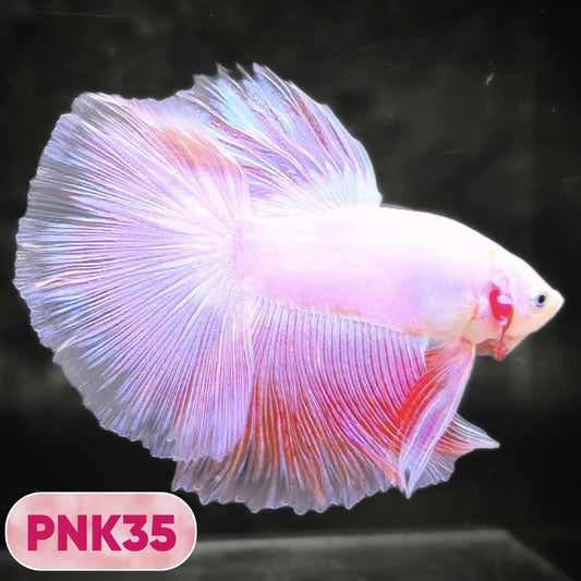 Pink Halfmoon Male Betta Fish | You Pick Fish | Order Directly From Farm