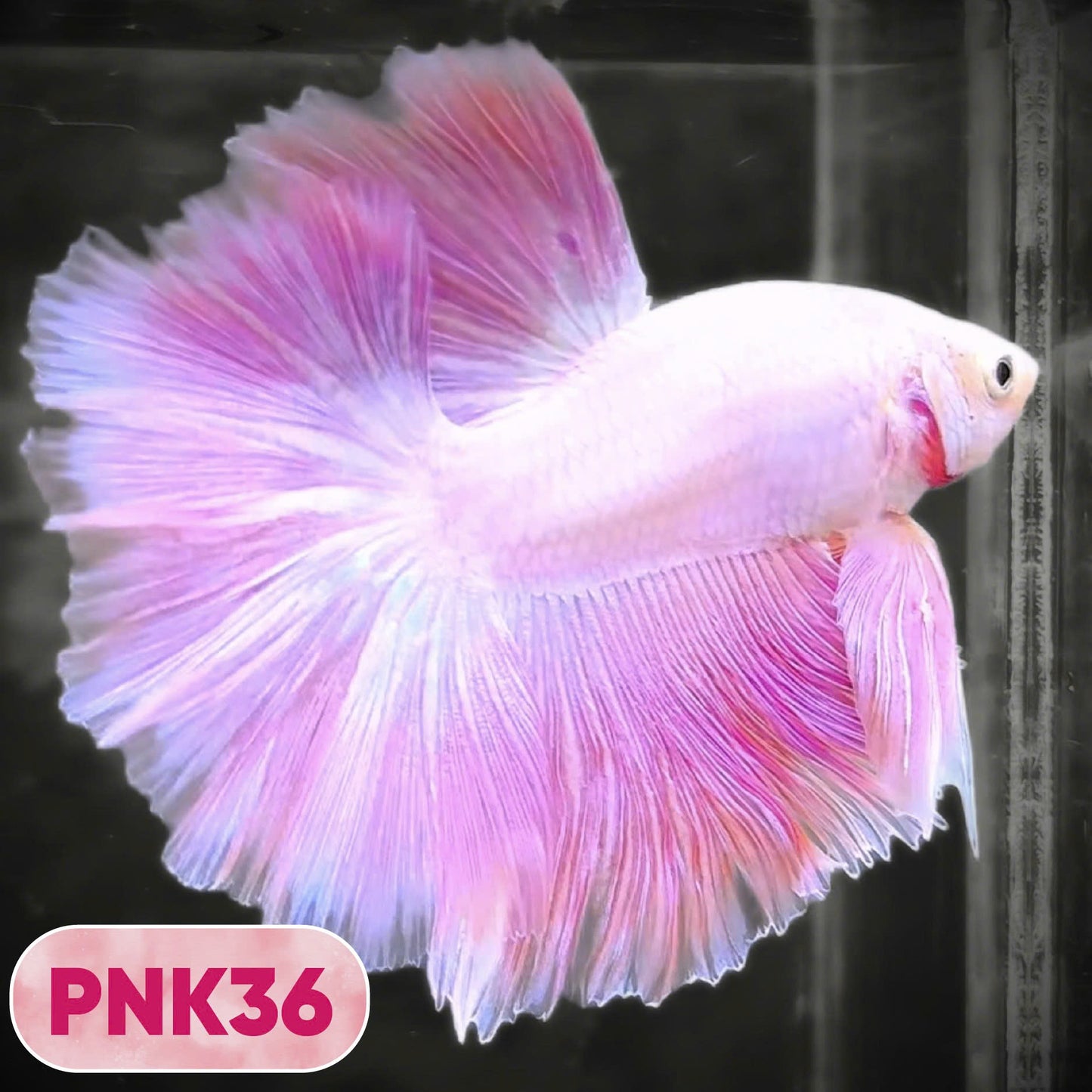 Pink Halfmoon Male Betta Fish | You Pick Fish | Order Directly From Farm