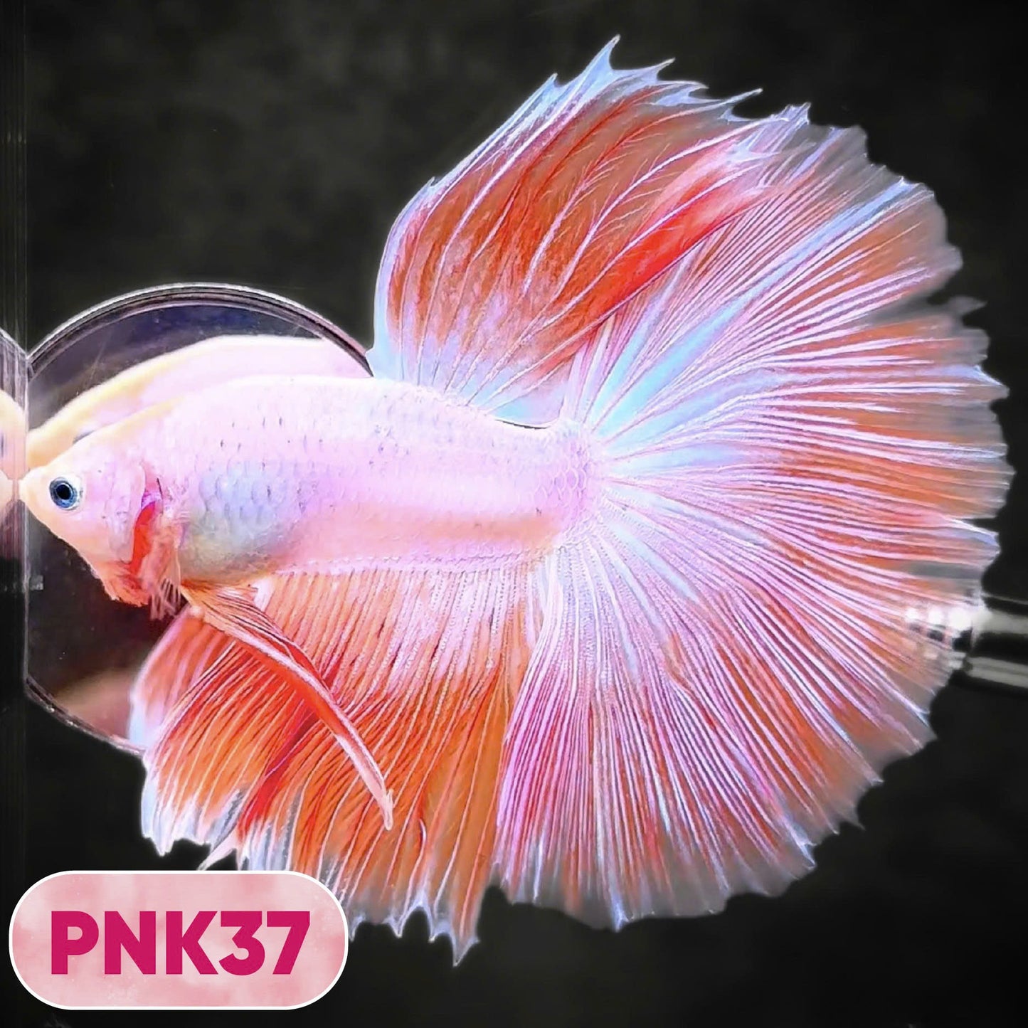 Pink Halfmoon Male Betta Fish | You Pick Fish | Order Directly From Farm
