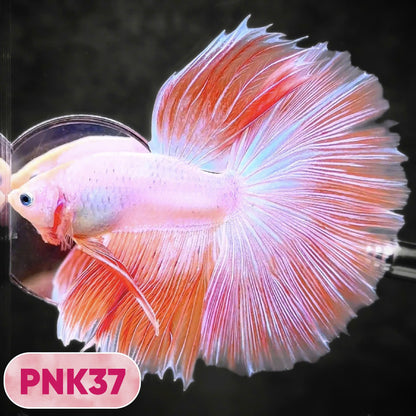 Pink Halfmoon Male Betta Fish | You Pick Fish | Order Directly From Farm