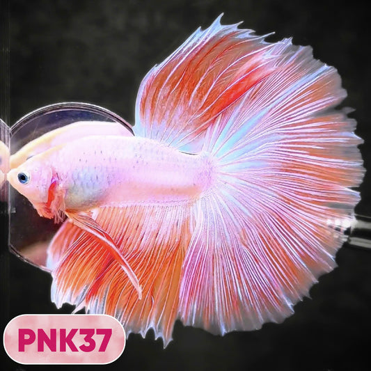 Pink Halfmoon Male Betta Fish | You Pick Fish | Order Directly From Farm