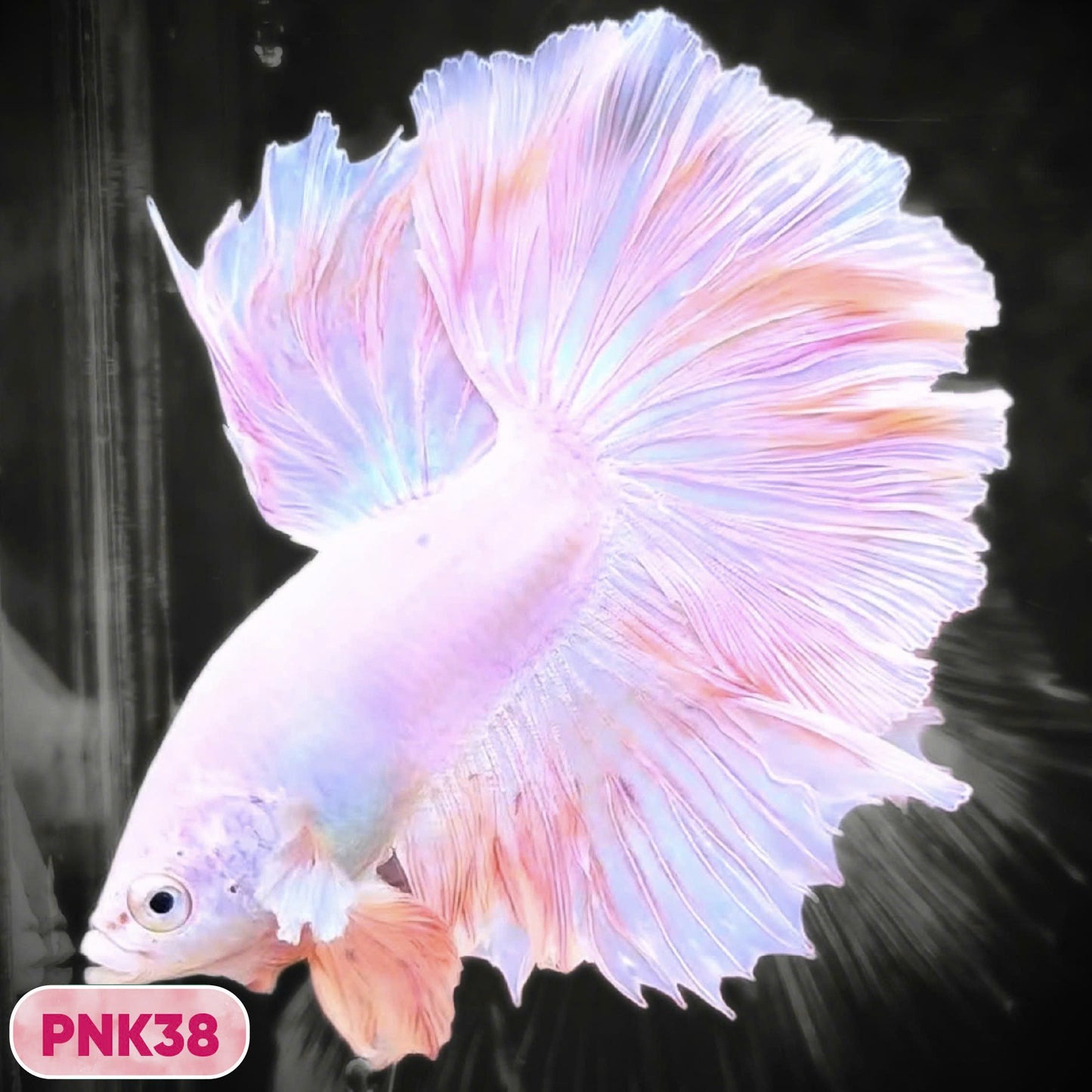 Pink Halfmoon Male Betta Fish | You Pick Fish | Order Directly From Farm