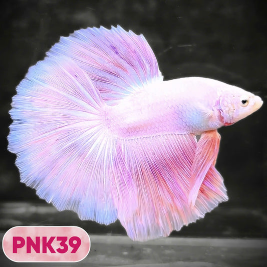 Pink Halfmoon Male Betta Fish | You Pick Fish | Order Directly From Farm