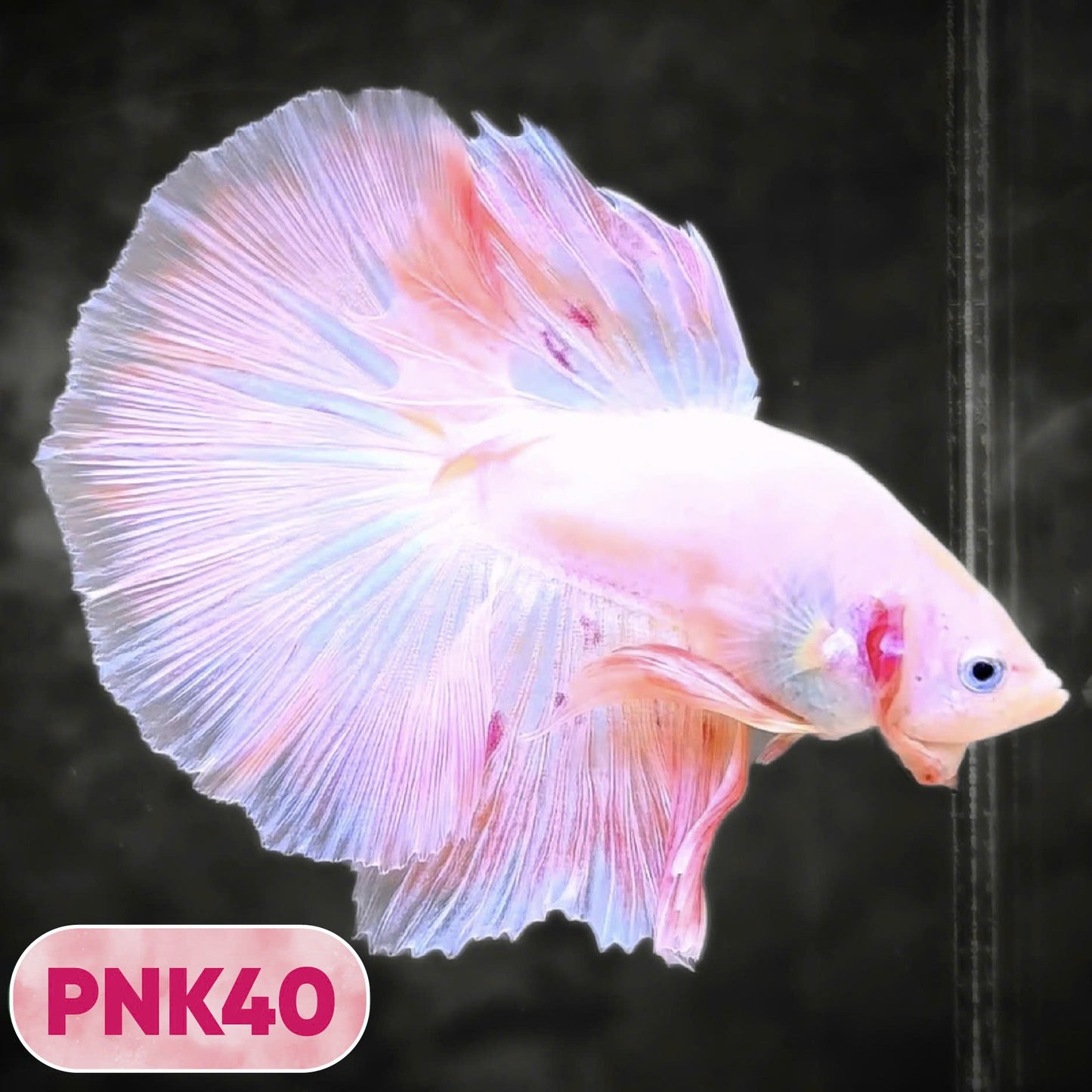 Pink Halfmoon Male Betta Fish | You Pick Fish | Order Directly From Farm