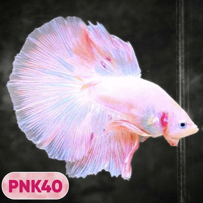 Pink Halfmoon Male Betta Fish | You Pick Fish | Order Directly From Farm