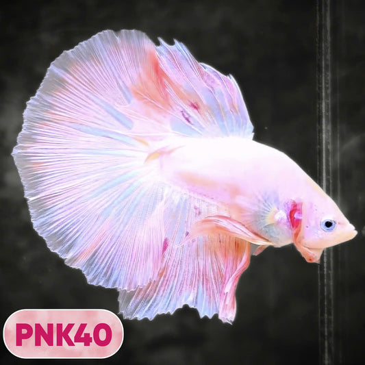 Pink Halfmoon Male Betta Fish | You Pick Fish | Order Directly From Farm