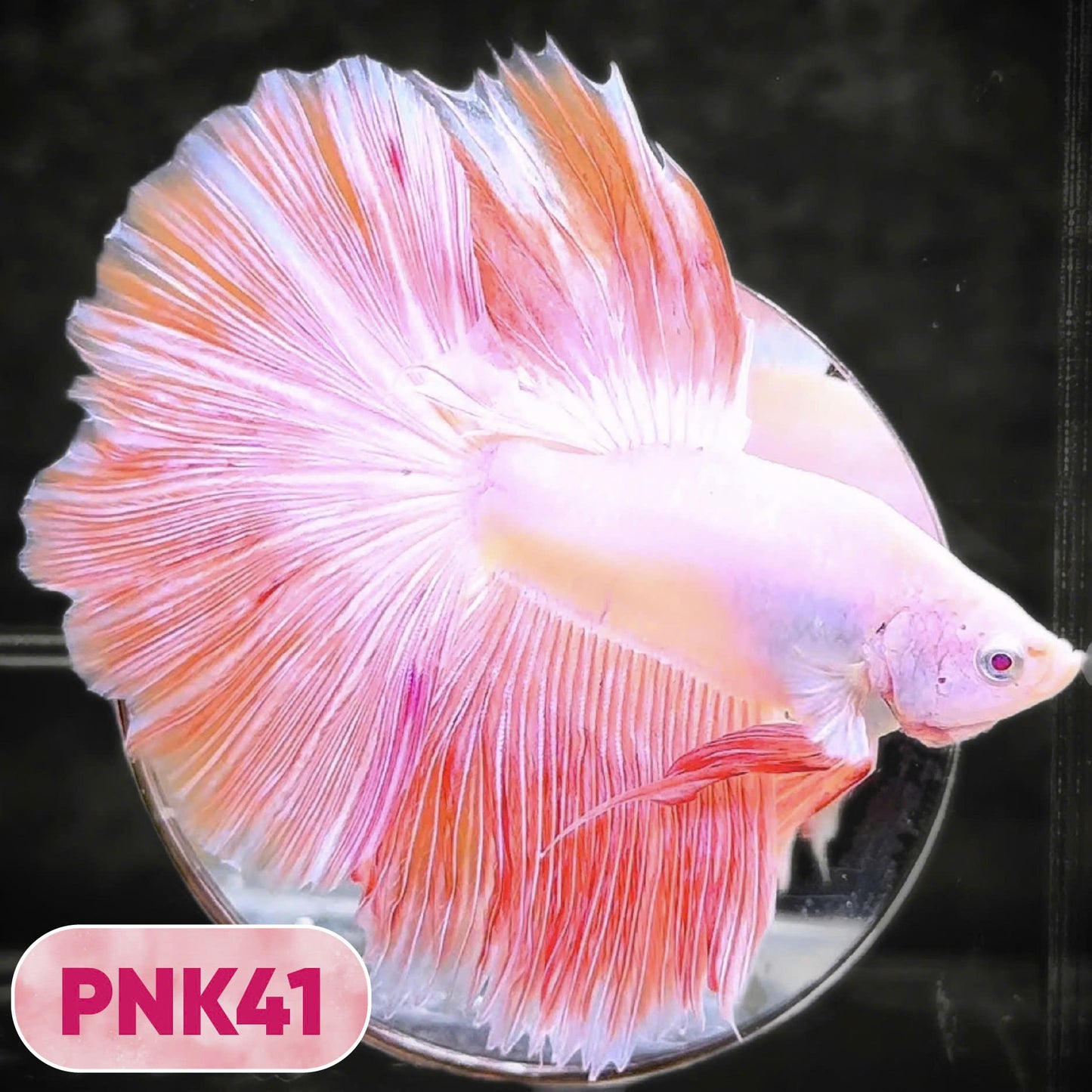 Pink Halfmoon Male Betta Fish | You Pick Fish | Order Directly From Farm