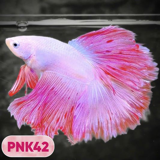 Pink Halfmoon Male Betta Fish | You Pick Fish | Order Directly From Farm