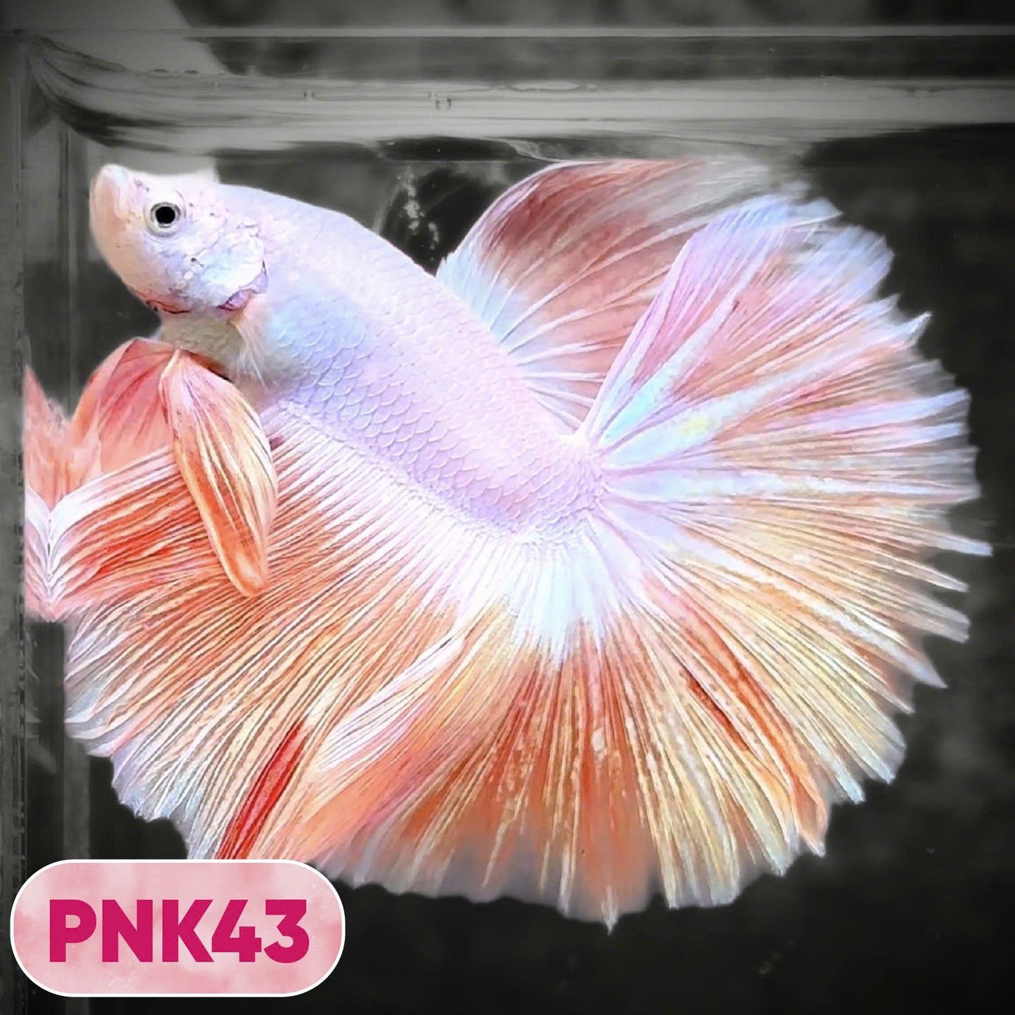 Pink Halfmoon Male Betta Fish | You Pick Fish | Order Directly From Farm