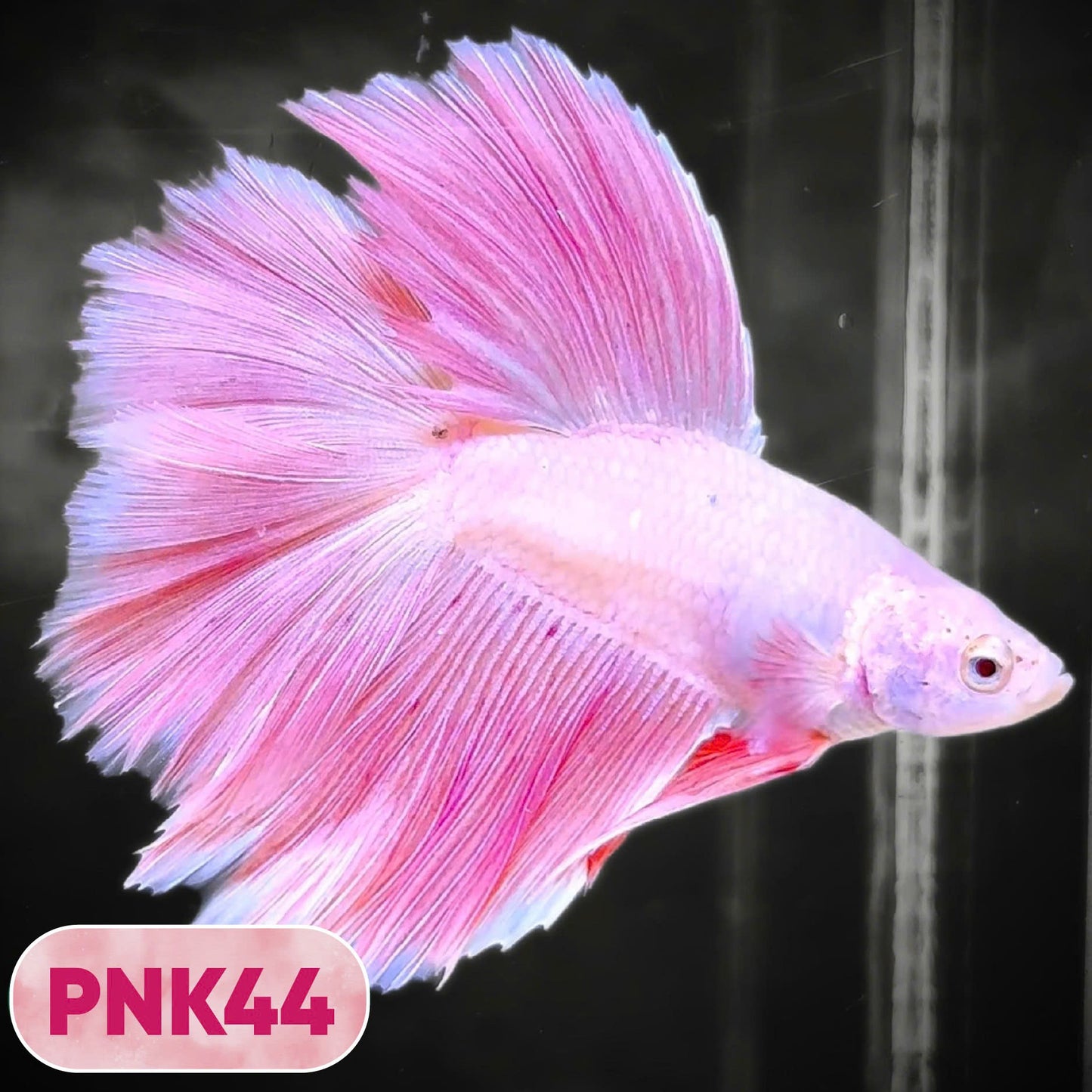 Pink Halfmoon Male Betta Fish | You Pick Fish | Order Directly From Farm