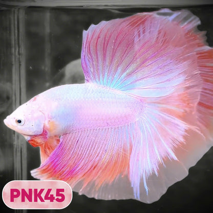 Pink Halfmoon Male Betta Fish | You Pick Fish | Order Directly From Farm