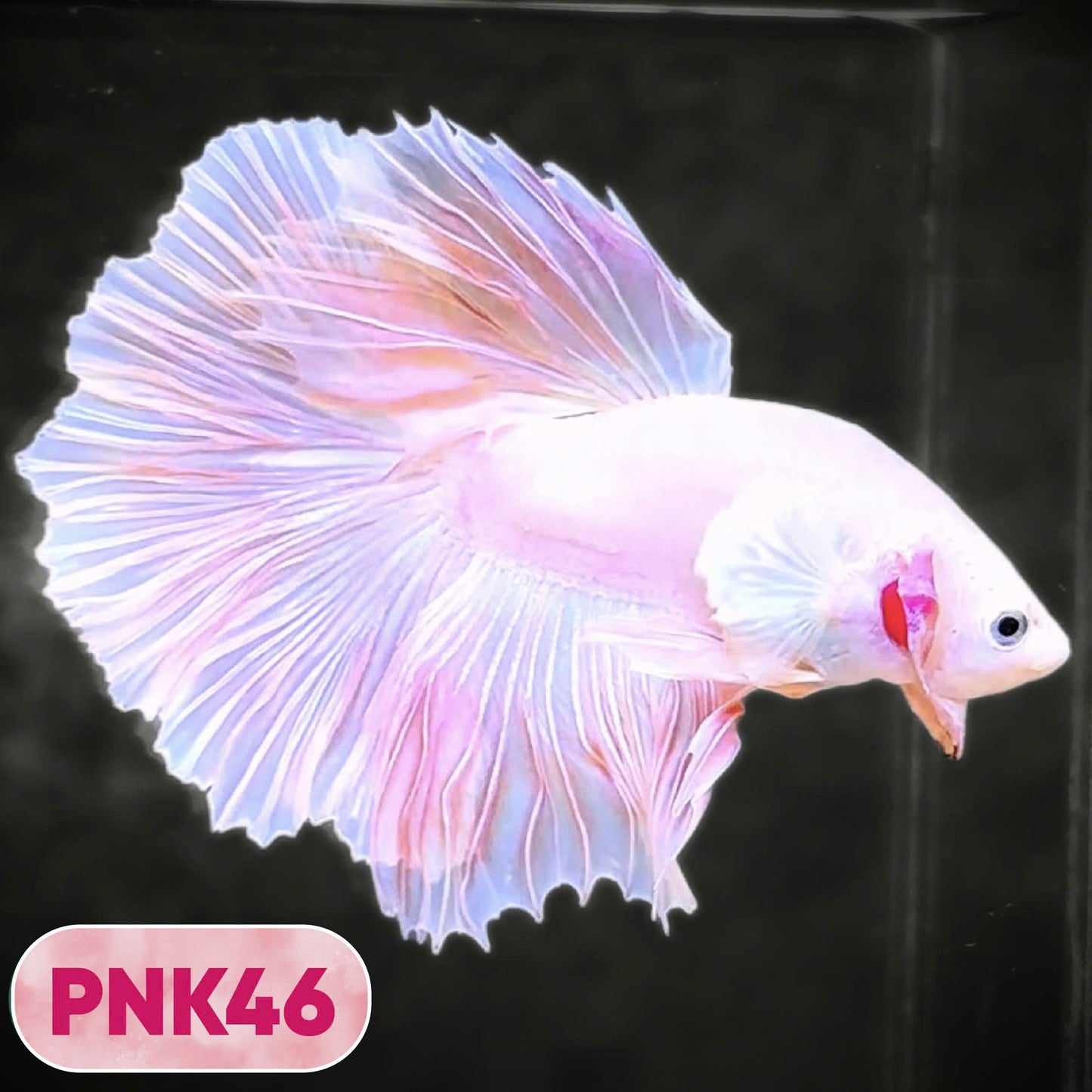 Pink Halfmoon Male Betta Fish | You Pick Fish | Order Directly From Farm