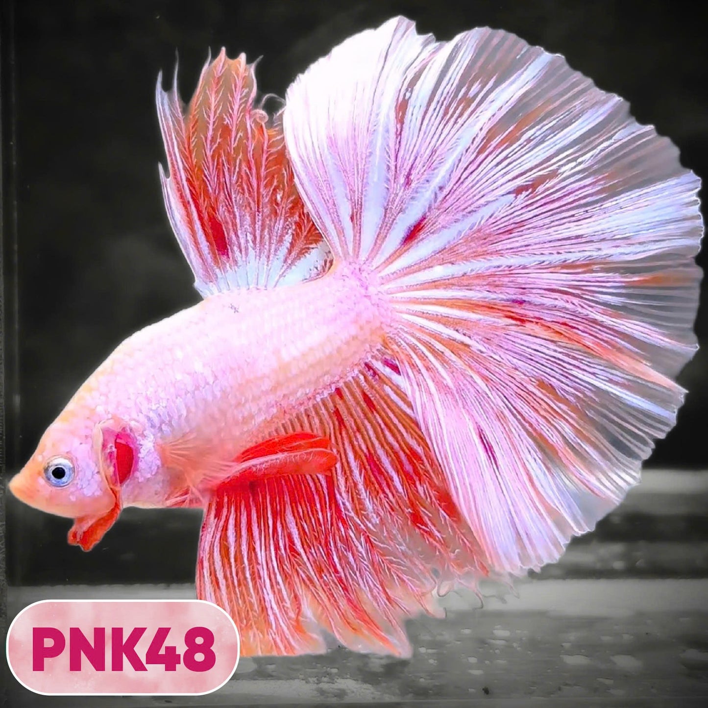 Pink Halfmoon Male Betta Fish | You Pick Fish | Order Directly From Farm