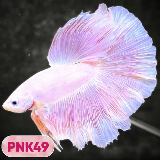 Pink Halfmoon Male Betta Fish | You Pick Fish | Order Directly From Farm